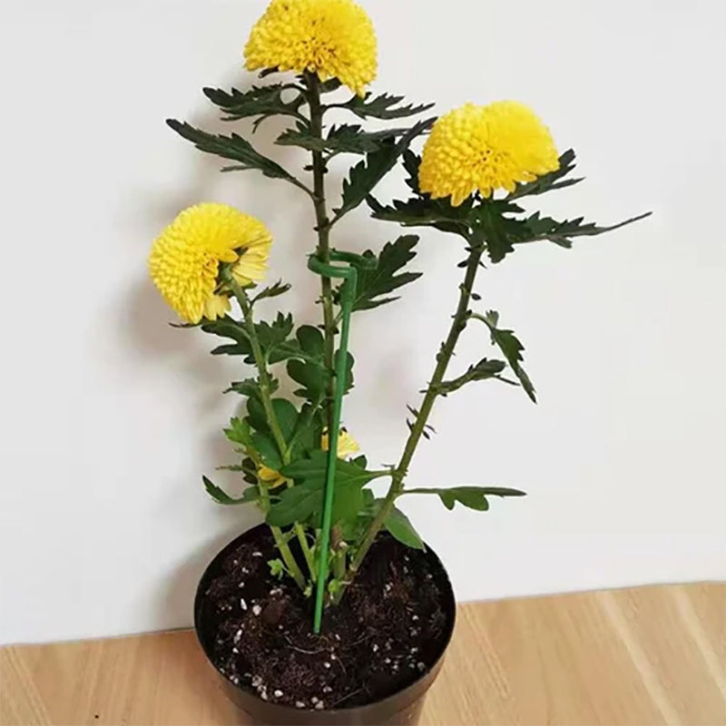 Stick di supporto speciale per piante in vaso